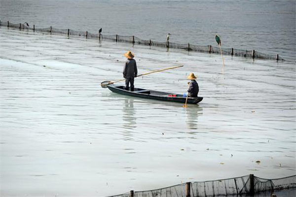 清除野雜魚，減少爭食者