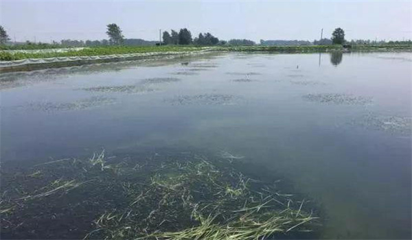 凈化、穩(wěn)定水質(zhì)