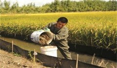 稻田養(yǎng)蟹怎樣控制餌料投放？