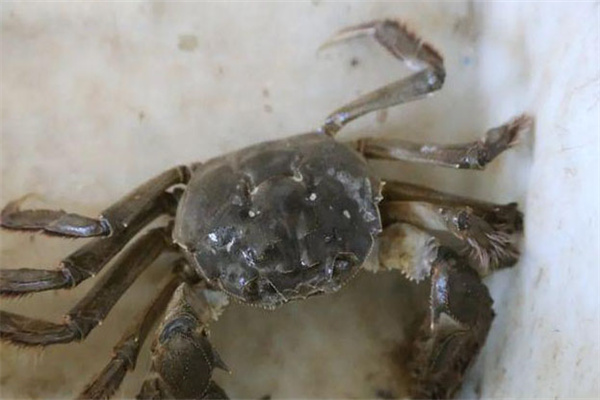 海水蟹類(lèi)脫殼期死亡如何處理