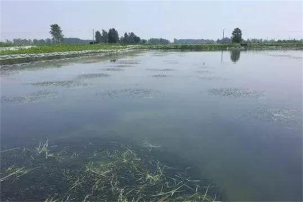 栽種水草，嚴(yán)格管護(hù)