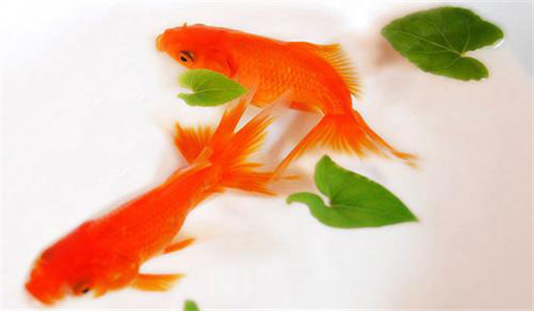利于金魚正常生長的幾點(diǎn)措施