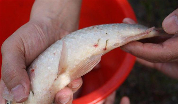 怎樣防治魚(yú)的中華魚(yú)鳋病