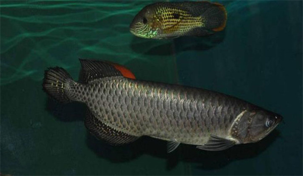 魚(yú)腸類炎病的發(fā)病條件