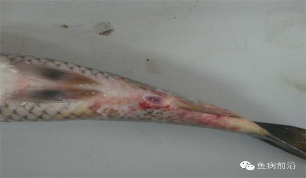 魚(yú)腸類炎病的治療措施