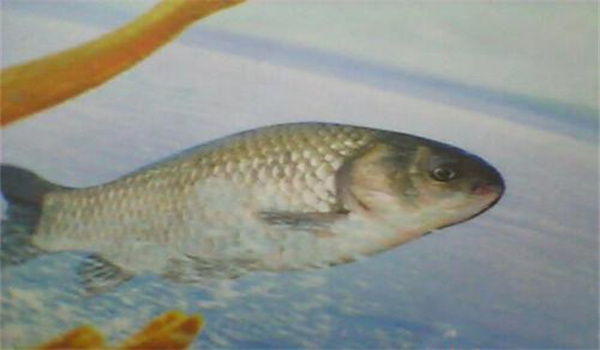 防治魚(yú)類腸類炎病的一些錯(cuò)誤觀念