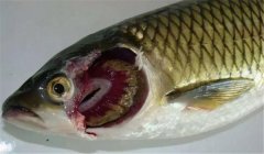 魚(yú)類爛鰓病的病因是什么，有哪些癥狀表現(xiàn)？
