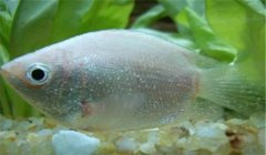 冬季魚(yú)類水霉病防治措施