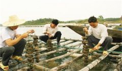 河蚌怎樣采捕、運輸與暫養(yǎng)