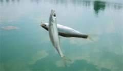 釣到的白條魚(yú)能養(yǎng)活嗎？釣白條魚(yú)要注意什么？