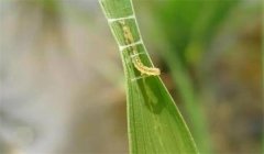 稻縱卷葉螟用什么藥防治，其發(fā)生規(guī)律是什么？