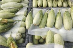 羊角蜜甜瓜什么時(shí)間成熟上市，怎么看熟不熟？