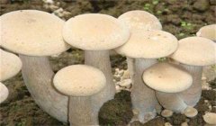 食用菌有哪些營養(yǎng)類型:腐生性、共生性、寄生性