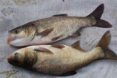 鳙魚(yú)和鰱魚(yú)的區(qū)別，鳙魚(yú)和鰱魚(yú)如何搭配放養(yǎng)