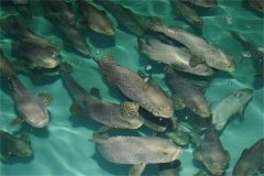 目前石斑魚的養(yǎng)殖品種、養(yǎng)殖方式情況介紹