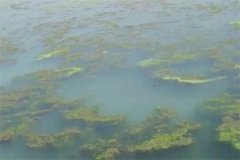 龍蝦池塘中的青苔怎么處理，怎么快速清除干凈