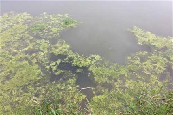 龍蝦死亡會(huì)漂浮水面嗎？