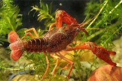 養(yǎng)龍蝦用什么飼料最好 養(yǎng)殖龍蝦需要注意什么？