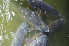 吊養(yǎng)草魚(yú)、鳙魚(yú)養(yǎng)殖經(jīng)驗(yàn)總結(jié)