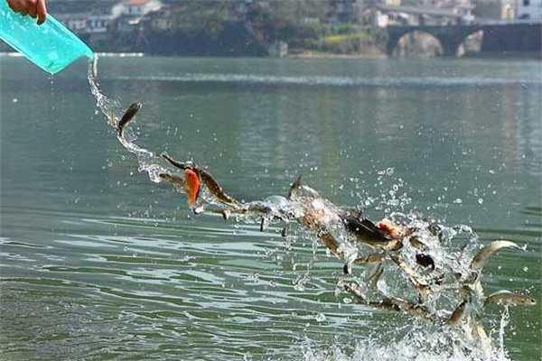 如何掌握好魚苗安全下塘、提高魚苗成活率