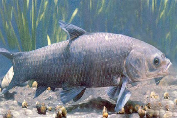 青魚催產(chǎn)劑的種類、劑量和注射方法
