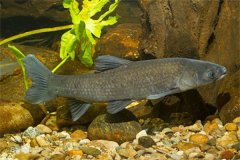 我國(guó)淡水魚類主要包括哪些品種？