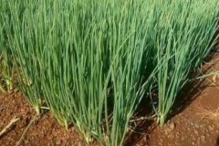大蔥的品種有哪些，什么時(shí)間種植、怎樣種植