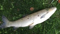 釣草魚(yú)用什么餌最好？釣草魚(yú)的方法和技巧
