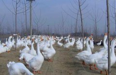 皖西白鵝養(yǎng)殖場(chǎng)地如何選擇、如何飼養(yǎng)與管理？