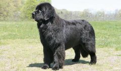 紐芬蘭犬價(jià)格多少一只，紐芬蘭犬怎么養(yǎng)？