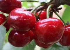 美早櫻桃樹幾年結(jié)果？美早櫻桃種植技術(shù)要點(diǎn)