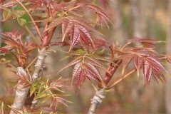 香椿矮化密植的選種、育苗要點(diǎn)及剪枝方法