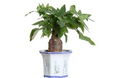 發(fā)財樹會開花嗎？發(fā)財樹開花是什么預兆