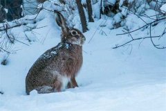 冬季野兔的活動規(guī)律，它冬天什么時候出來？