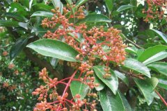 珊瑚樹的生態(tài)習(xí)性、栽培管理與園林用途