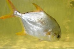 淡水鯧的形態(tài)特征、食性與生長規(guī)律
