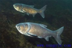 家魚混養(yǎng)池只死鰱鳙魚的原因是什么？