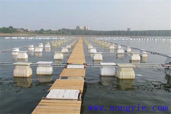 網(wǎng)箱養(yǎng)鱖魚網(wǎng)箱、網(wǎng)目大小和放養(yǎng)密度