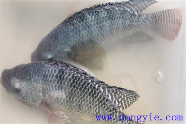 羅非魚產卵受精過程