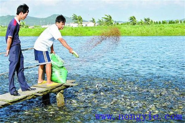 現(xiàn)有羅非魚(yú)養(yǎng)殖模式存在哪些弊端