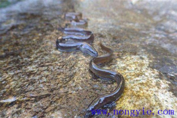 光溫度水流水壓和聲響對(duì)鰻魚(yú)的影響