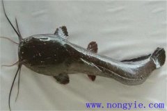 革胡子鯰怎么養(yǎng)殖，它有哪幾種養(yǎng)殖方式