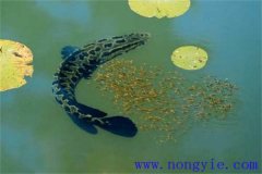 烏魚的產(chǎn)卵季節(jié)、成熟年齡、懷卵量與產(chǎn)卵量