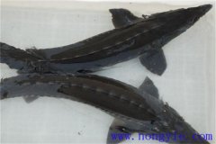 俄羅斯鱘魚常見病害有哪些，如何防治？