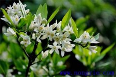 柑橘花期是什么時(shí)候，如何管理、用什么農(nóng)藥