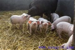 剛出生仔豬怎么養(yǎng)？哺乳仔豬飼養(yǎng)管理要點