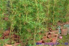 唐竹的特點和用處都有哪些？