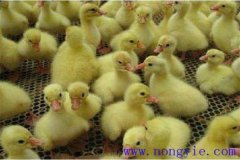 剛買回來(lái)的鵝苗如何飼養(yǎng)，如何預(yù)防疾??？