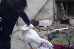家里怎樣殺鵝，殺鵝怎么拔毛最快干凈？