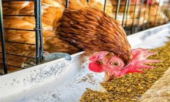 雞浪費(fèi)飼料？告訴你養(yǎng)雞省料的小竅門